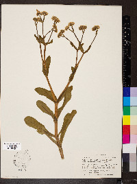 Valerianella umbilicata image