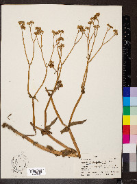 Valerianella umbilicata image