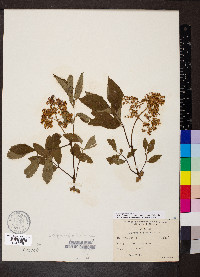 Sambucus racemosa subsp. racemosa image