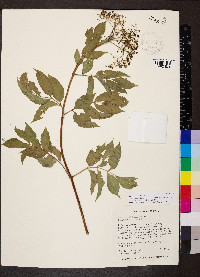 Sambucus cerulea image