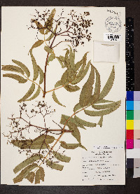 Sambucus cerulea image