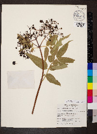 Sambucus cerulea image