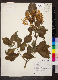 Sambucus cerulea image