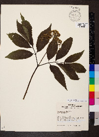 Sambucus cerulea image