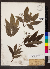 Sambucus cerulea image