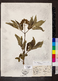 Sambucus cerulea image