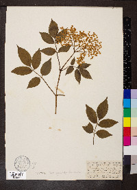 Sambucus nigra image