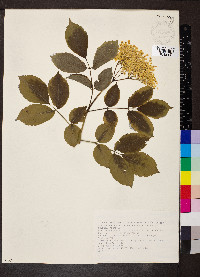 Sambucus nigra image