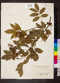 Sambucus sieboldiana image