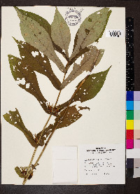 Triosteum angustifolium image