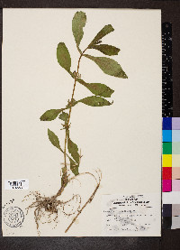 Triosteum angustifolium image