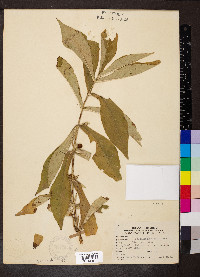 Triosteum angustifolium image