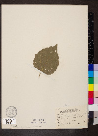 Viburnum dentatum var. indianense image