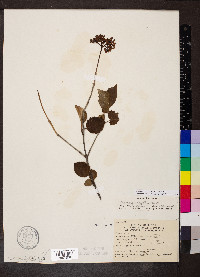 Viburnum dentatum var. lucidum image