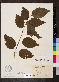 Viburnum dentatum var. lucidum image