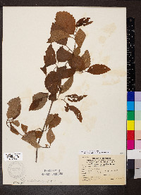 Viburnum dentatum var. lucidum image