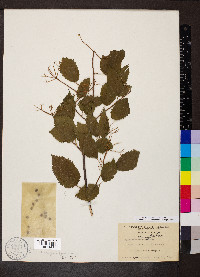 Viburnum dentatum var. lucidum image