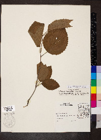 Viburnum dentatum var. lucidum image