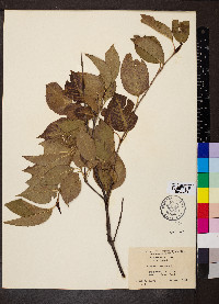 Viburnum lentago image