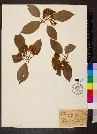 Viburnum lentago image