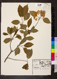 Viburnum lentago image