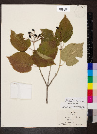 Viburnum molle image