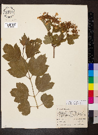 Viburnum opulus image