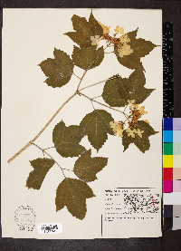 Viburnum trilobum image