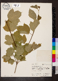 Viburnum trilobum image