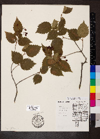 Viburnum rafinesqueanum image