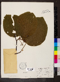 Viburnum lantanoides image