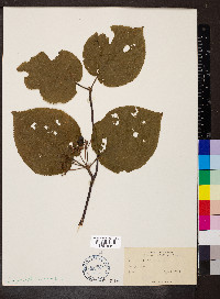 Viburnum lantanoides image