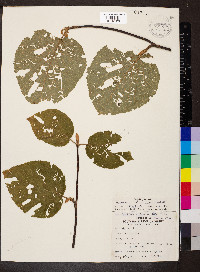 Viburnum lantanoides image