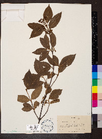 Viburnum cassinoides image