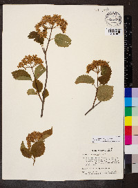 Viburnum dentatum var. lucidum image