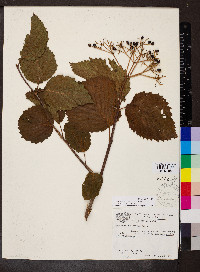 Viburnum dentatum var. lucidum image