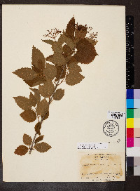 Viburnum dentatum var. lucidum image