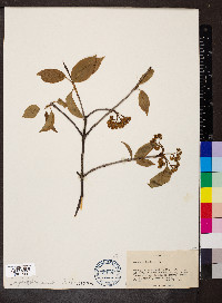 Viburnum lentago image