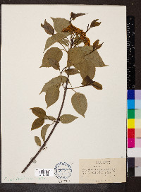 Viburnum lentago image