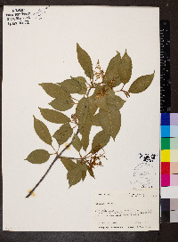 Viburnum lentago image