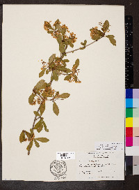 Viburnum obovatum image