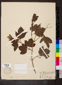 Viburnum opulus image