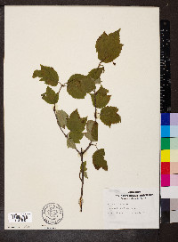 Viburnum opulus image