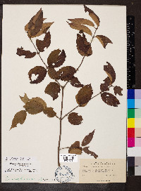 Viburnum rafinesqueanum image