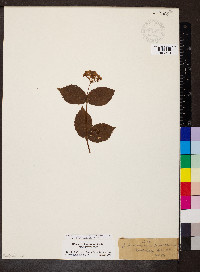 Viburnum rafinesqueanum image