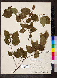 Viburnum rafinesqueanum image