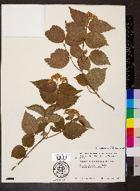 Viburnum rafinesqueanum image