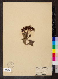 Viburnum tinus image