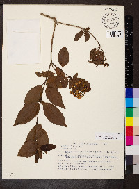 Viburnum hartwegii image