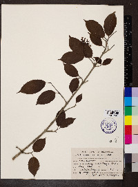 Viburnum erubescens image